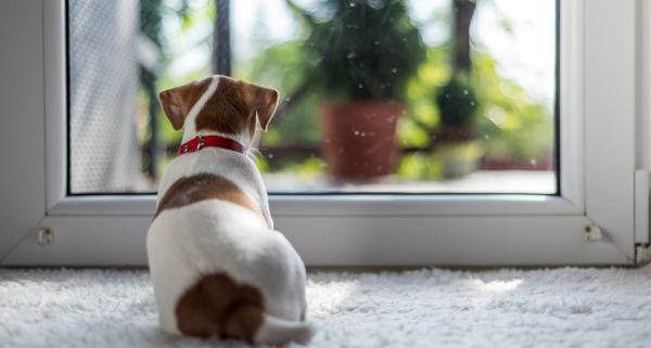 Comment choisir une alarme pour maison avec animaux ?